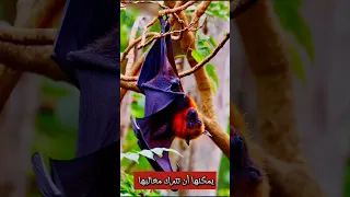 هل كنت تعلم لماذا تنام الخفافيش بالمقلوب 