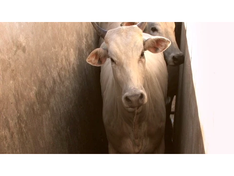 ALMA - Trailer