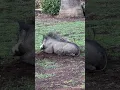 Download Lagu The real-life Pumbaa and Timon!! 😍🥰 #warthogs  #meerkat  #funnyanimals  #cuteanimals  #farmlife
