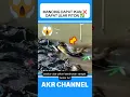 Download Lagu Mancing ikan malah dapat ular piton⁉️😱#shorts