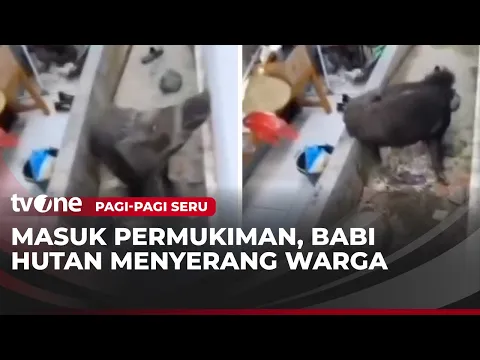 Geger, Babi Hutan Masuk Kampung di Kuningan