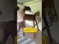 Download Lagu 😂🐴 #hobbyhorse #pony #hh #holzpferd #woodenhorse #horseriding #hobbyhorsing #pferde #funny