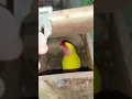 Download Lagu Lutino love bird laying 4 eggs 😱 #shorts #lovebird #egg #breeding #lutinolovebirds #parrot