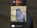 burung piha adalah salah satu burung dengan siulan paling keras #piha #burung #shorts