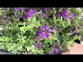Come Garden Shopping With Me at Tractor Supply