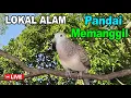Download Lagu suara burung Perkutut Lokal Gacor di alam liar manjur buat masteran