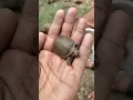 Download Lagu कछुआ का छोटा बचा🐢 | छोटा कछुआ 😱 | #turtle #turtleneck #kachua #anima