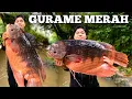 Lagu Camping Hujan deras 3 Hari Dapat Ikan Gurame Merah Bermalam di hutan Masak dan Makan Bushcraft
