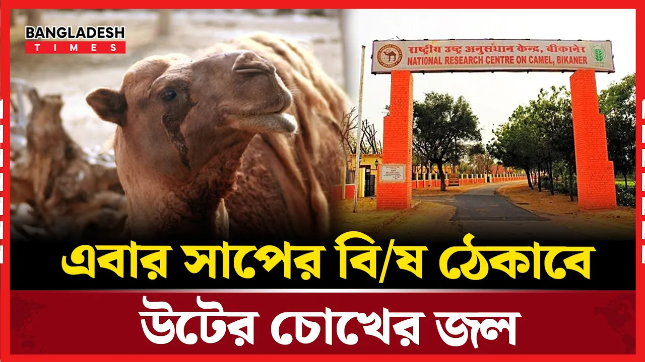 উটের চোখের জলে কুপোকাত ২৬ ধরনের সাপের বিষ!