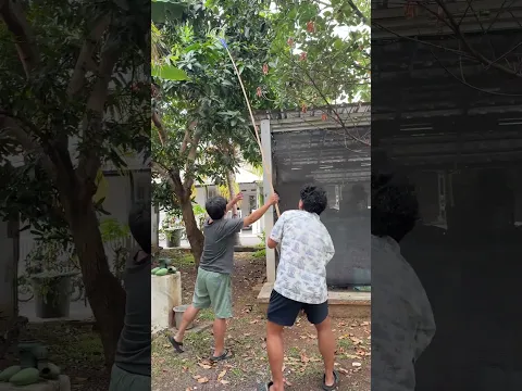 PANEN MANGGA SEBELAH RUMAH!!