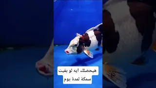 هيحصلك إيه لو بقيت سمكة يوم واحد معلومات اكسبلور Animals Facts Wildlife معلومات غريبة 