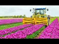 How 2 Billion Tulip Bulbs Are Produced and Harvested - Tulips Cultivation Technique in Green House