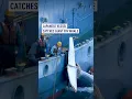 Download Lagu Japanese vessel catches giant Fin whale