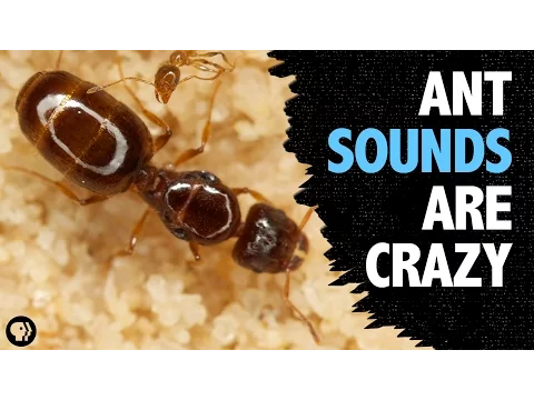 Download MP3 What Sound Does An Ant Make?