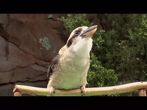 Download MP3 Zoo View Kookaburra-Cincinnati Zoo