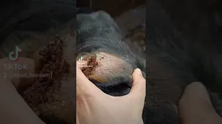 وداعا للحشرات 