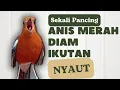 Lagu LANGSUNG NYAUT 10000 % ‼️ ANIS MERAH MACET BUNYI JIKA DENGAR SUARA INI PASTI NYAUT LANJUT GACOR | 41