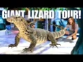 Download Lagu Giant Lizard Tour! Exhibit By Exhibit Tour Of All Our Monitor Lizards!