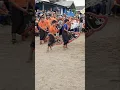Lagu Dagelan jaranan songgoroto #songgoroto #jaranan #shortsviral #bantengan #semuaorang #viralvideos