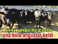 Download Lagu Amon akani fermasiga yangi partiya aberden anguslarni bo‘g‘ozlari g'unajinlari tirik vazniga 20/8/25
