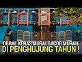 Lagu MUMPUNG ADA ! OBRAL MURAI GACOR MATERI MURAH COCOK BUAT GANTANG DI TAMBORA JAKARTA BARAT 