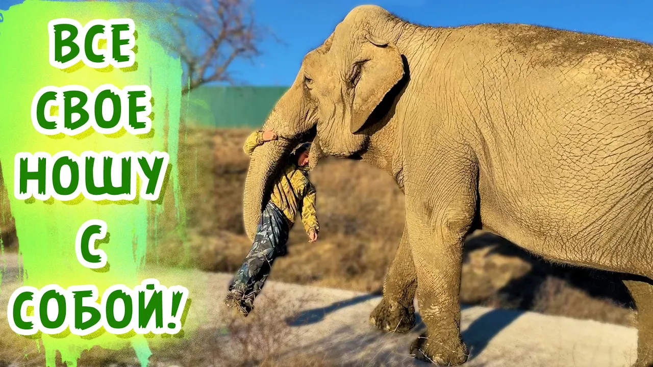 Я сказала ДОМОЙ - значит ДОМОЙ! Кто не хочет - того НЕСЕТ СЛОН! 😁 Тайган Elephant carries the keeper - скачать с YouTube бесплатно