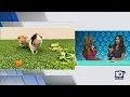 Humane Society of Broward seeks to find forever homes for cats dogs and other furry friends