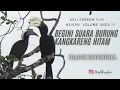 Download Lagu Suara Burung Kangkareng Hitam ( #BlackHornbill )