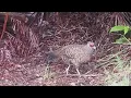 Download Lagu Kalij Pheasant female HVNP, Hawaii CO, Apr 2022