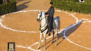   شو    القواعد الفنية لبطولات الخيل  مع  الفارس عواد أبوعيدة  محكم مسابقات أدب الخيل  دندنها