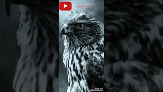 من ضعفي قدامك طارق الشيخ 