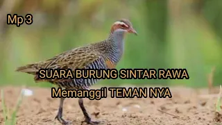 suara burung sintar rawa kalung emas mp3