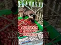 Lagu Asal usul Kopi Luwak yang Bikin Kaget