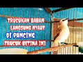 Download Lagu SUARA pancingan trucukan agar bunyi Gacor pancingan trucukan betina memanggil jantan