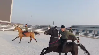 Best Wild Horses Mare Compilation of some Wild Horse Fights Video #3193