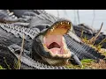 Download Lagu Alligator attacks performance
