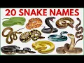 Snake Names for Kids Learn 20 Snakes Name in English with Sounds Reptiles and Crawling Animals