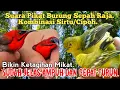 Lagu Suara Pikat Burung Sepah Raja Kombinasi Cipoh/Sirtu..