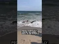 Shark washes ashore on Rockaway Beach in NYC