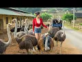 Lagu Buying 2 Ostriches 🐦 | 1000km Truck Journey to Sell in Villages