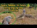Download Lagu Tekukur Tunggal Suara Besar Di Tengah Perkebunan Sawit
