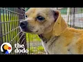 Terrified Dog Evades Rescuers For Three Straight Days The Dodo