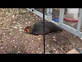 Medical Diagnosis Water Belly or Ascites in a Backyard Chicken