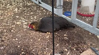 Medical Diagnosis Water Belly or Ascites in a Backyard Chicken