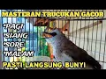 Download Lagu trucukan gacor TARUNG cocok buat PANCINGAN trucukan agar bunyi jadikan burung trucuk GACOR