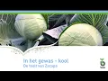 Lagu BEJO | In het gewas - kool | Teelt van Zacapa