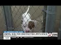 Berkeley County Animal Shelter offers free adoptions amid ongoing construction