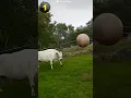 3 hal yang tidak Anda ketahui tentang sapi