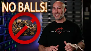Top 5 Pet Pythons Boas That Aren t Ball Pythons