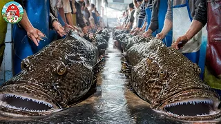 Catching 1 000 MONKFISH Everyday How Fishermen Fishing And Processing Monkfish For Meat